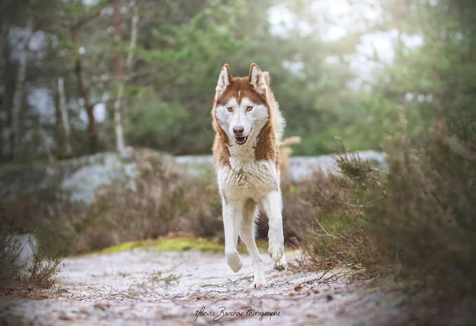 Amarok's Luna