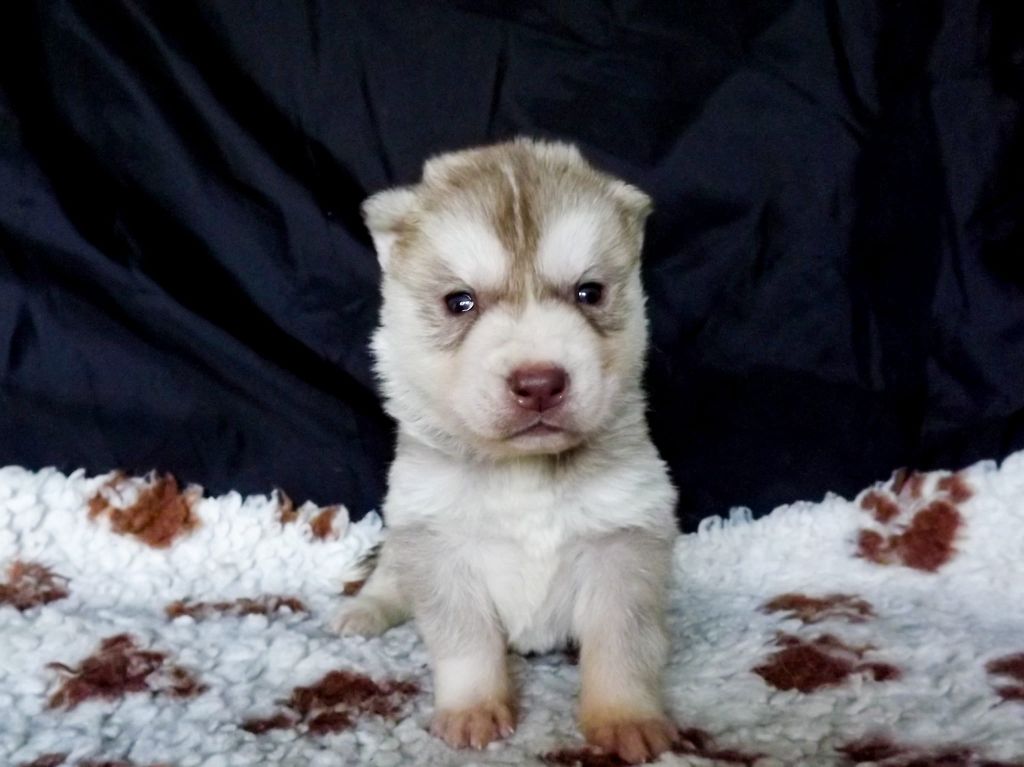 Of The Huskies Paradise Pond - Chiot disponible  - Siberian Husky