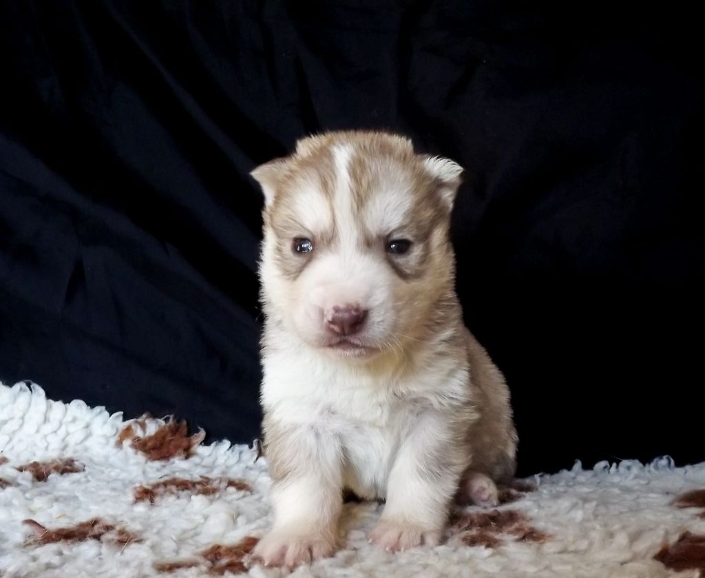 Of The Huskies Paradise Pond - Chiot disponible  - Siberian Husky