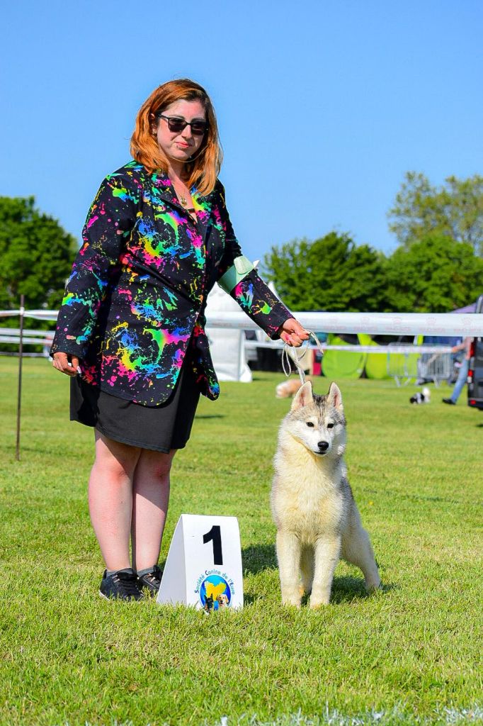 The elegent a the dark story ¨ tidji ¨ Of The Huskies Paradise Pond