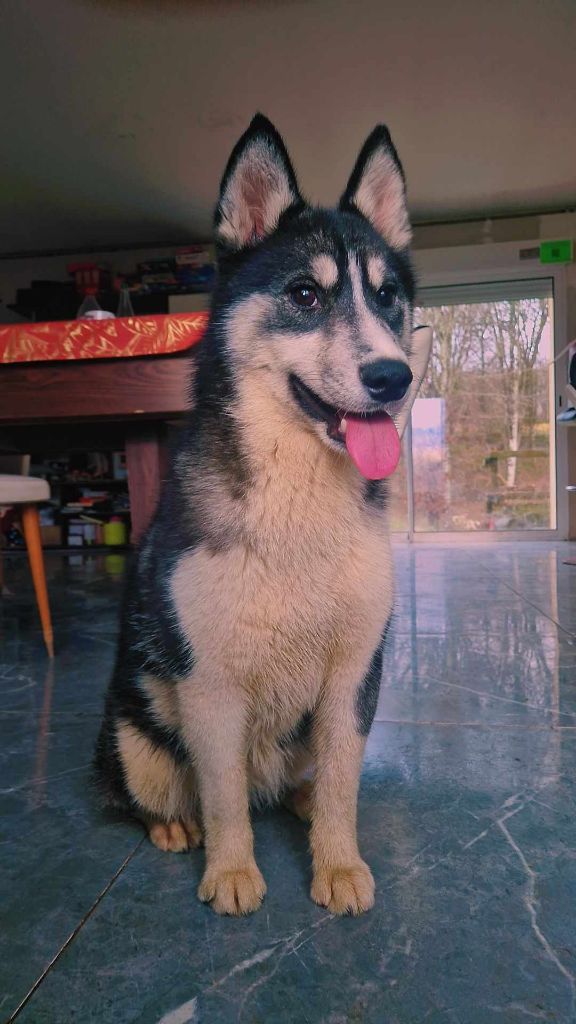 Valley's queen rynamaize Of The Huskies Paradise Pond