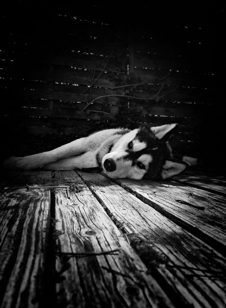 Tall tear twilight dark *tywen* Of The Huskies Paradise Pond