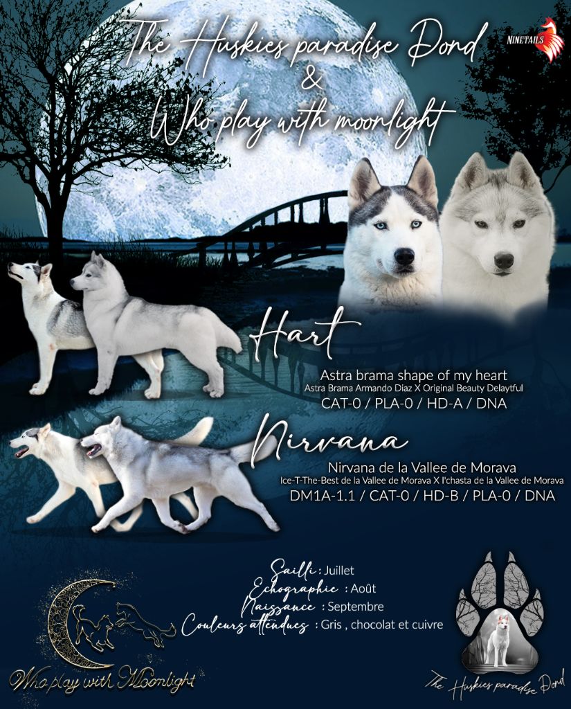 Of The Huskies Paradise Pond - Siberian Husky - Portée née le 28/09/2022