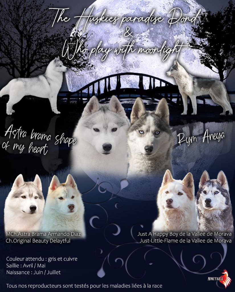 Of The Huskies Paradise Pond - Siberian Husky - Portée née le 30/09/2022